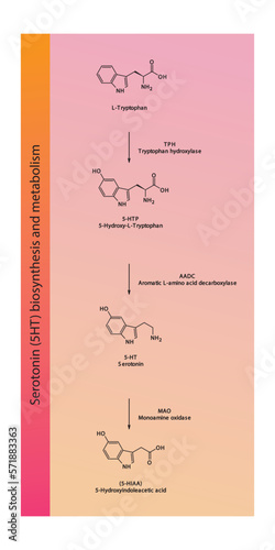 5HT Serotonin biosynthesis and metabolism pathway scientific diagram  vertical orientation on orange and pink background.