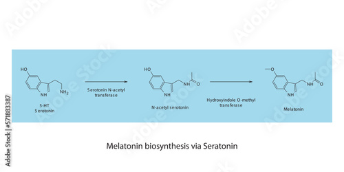 Melatonin biosynthesis pathway via 5HT Serotonin scientific diagram  horizontal orientation on blue background.