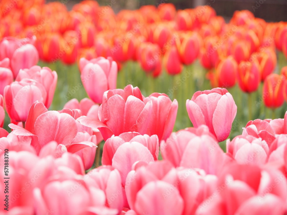 ピンクと赤のチューリップ, Tulip