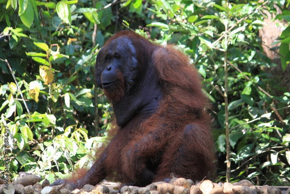 Bornean orangutan in Kalimantan, Indonesia