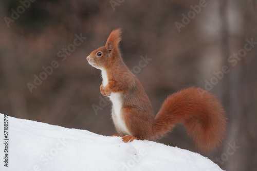 Squirrel (Sciurus vulgaris) © Fotovideonaturaalpi