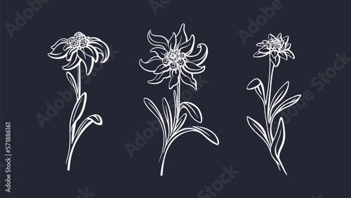 Edelweiss flower set. Vector mountain plant sketch