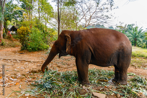 Asian elephant in Thailand. Elephant Nature Park, Thailand