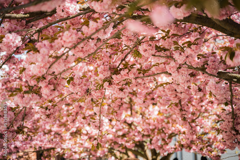 cherry blossom tree in spring time with pink petals and green leaves in Ukraine cherry blossom tree in spring time with pink petals and green leaves in Ukraine