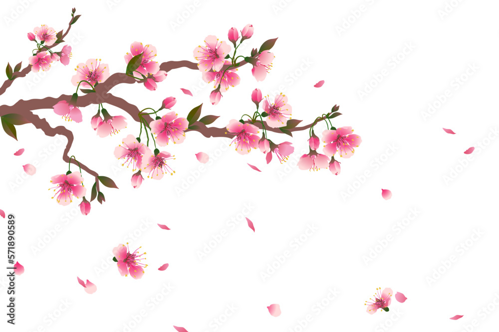 Cherry blossom branch with falling petals isolated on white. Space for your text. Vector