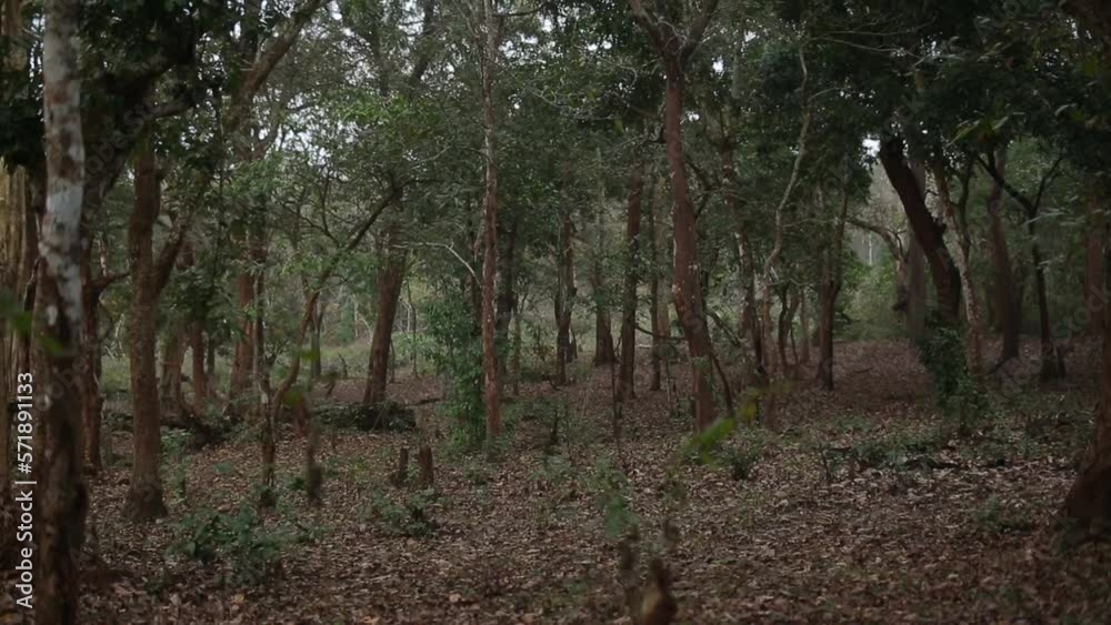 Forest in tropical climate, static shot. Forest in tropical climate, static shot.