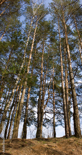 Spring natural background: The edge of the forest with tall trees in the rays of the evening sun.