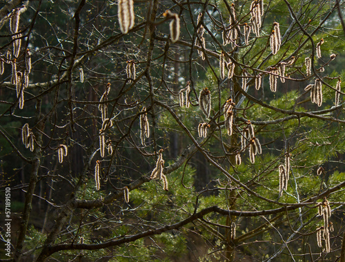 Spring natural background: Alder branches with fluffy gray and yellow buds on a green background of forest trees in the rays of the evening sun.