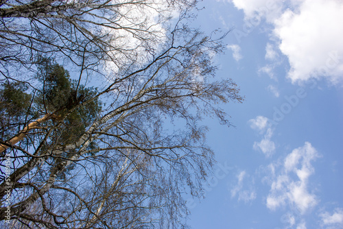 Spring natural background: Branches of birches against a blue sky with white clouds.