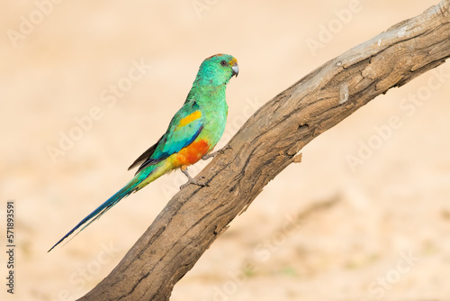 Mulga Parrot perched on a branch