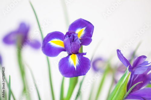 Fototapeta Naklejka Na Ścianę i Meble -  Purple iris flowers. Beautiful bouquet n soft white background.