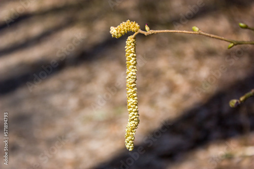 An alder branch with swollen buds and a long light green earring on a blurred background.