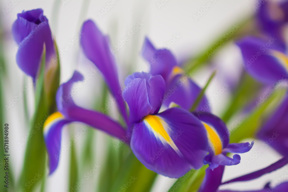 Purple iris flowers. Beautiful bouquet n soft white background.