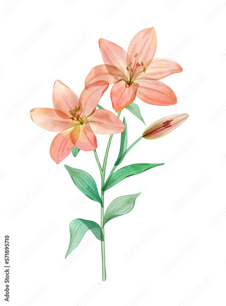 Summer Lily flower watercolor botanical illustration isolated on white Transparent plant Tropical translucent Lilies