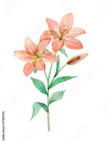 Summer Lily flower watercolor botanical illustration isolated on white Transparent plant Tropical translucent Lilies © Lia
