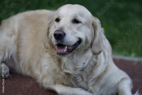 golden retriever dog lying down and resting in the park. mouth open, teeth showing and smiling