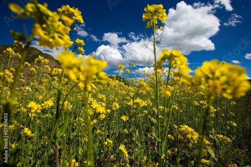 Rape Flower,Qinghai Province photo