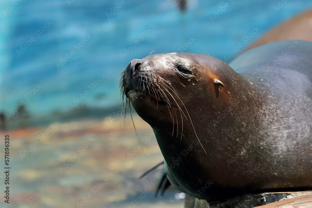 Obraz premium 太陽光を浴びたオタリアのポートレート