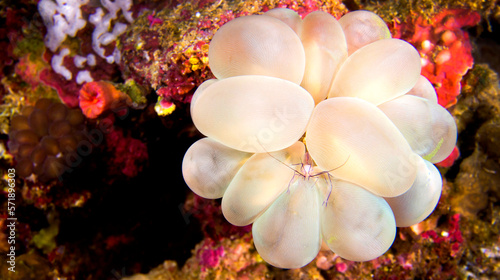 Coral Commensal Shrimp, Bubble Coral Shrimp, Vir philippinensis, Coral Reef, Lembeh, North Sulawesi, Indonesia, Asia photo