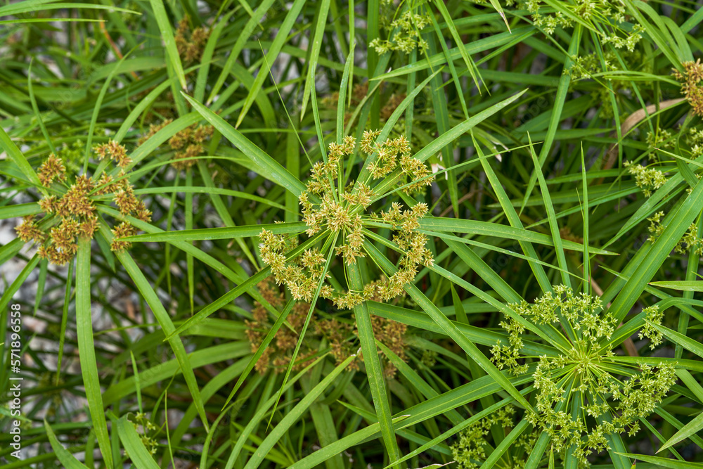 Close-up of lush windmill grass growing in the park Close-up of lush windmill grass growing in the park