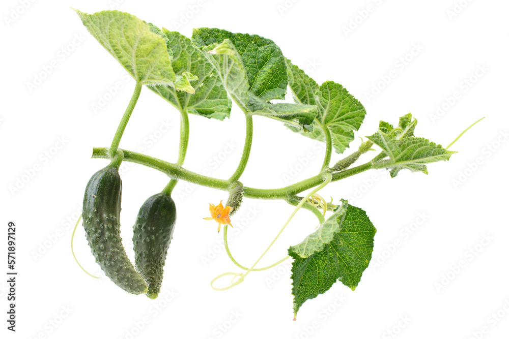 Cucumber with leaves isolated on white