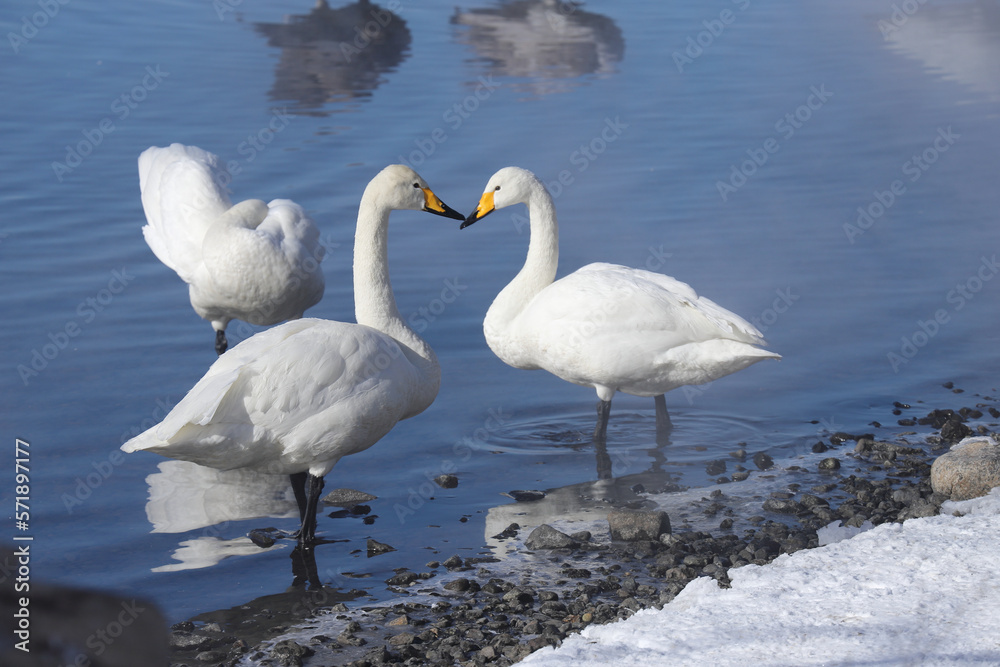 Fototapeta premium 冬の屈斜路湖の白鳥