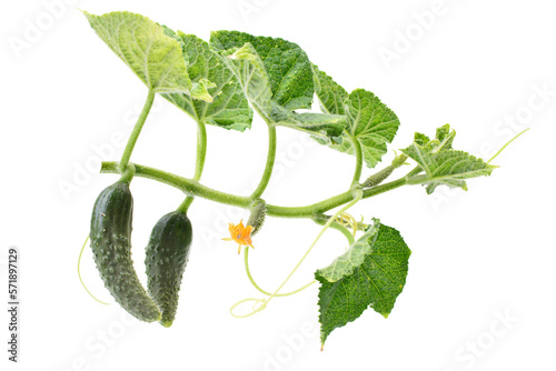 Obraz na płótnie Cucumber with leaves isolated on white w salonie