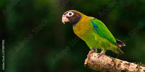 Brown-hooded Parrot, Pionopsitta haematotis, Tropical Rainforest, Costa Rica, America photo