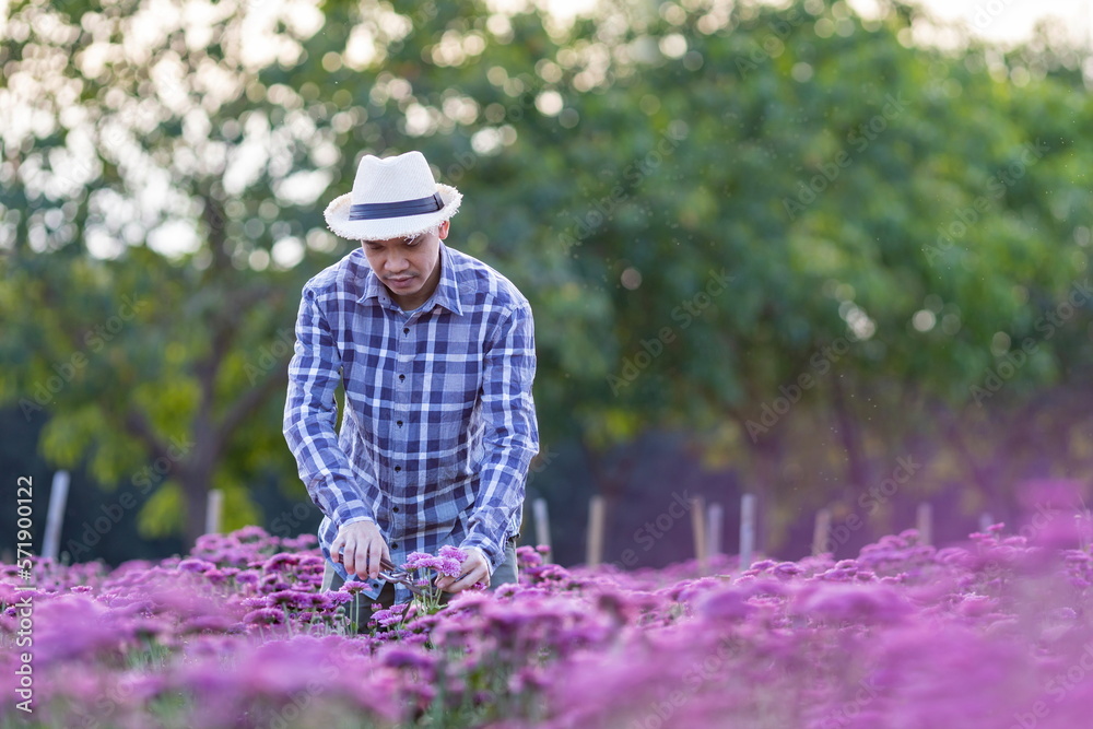 Asian gardener is cutting purple chrysanthemum flowers using secateurs for cut flower business for dead heading, cultivation and harvest season