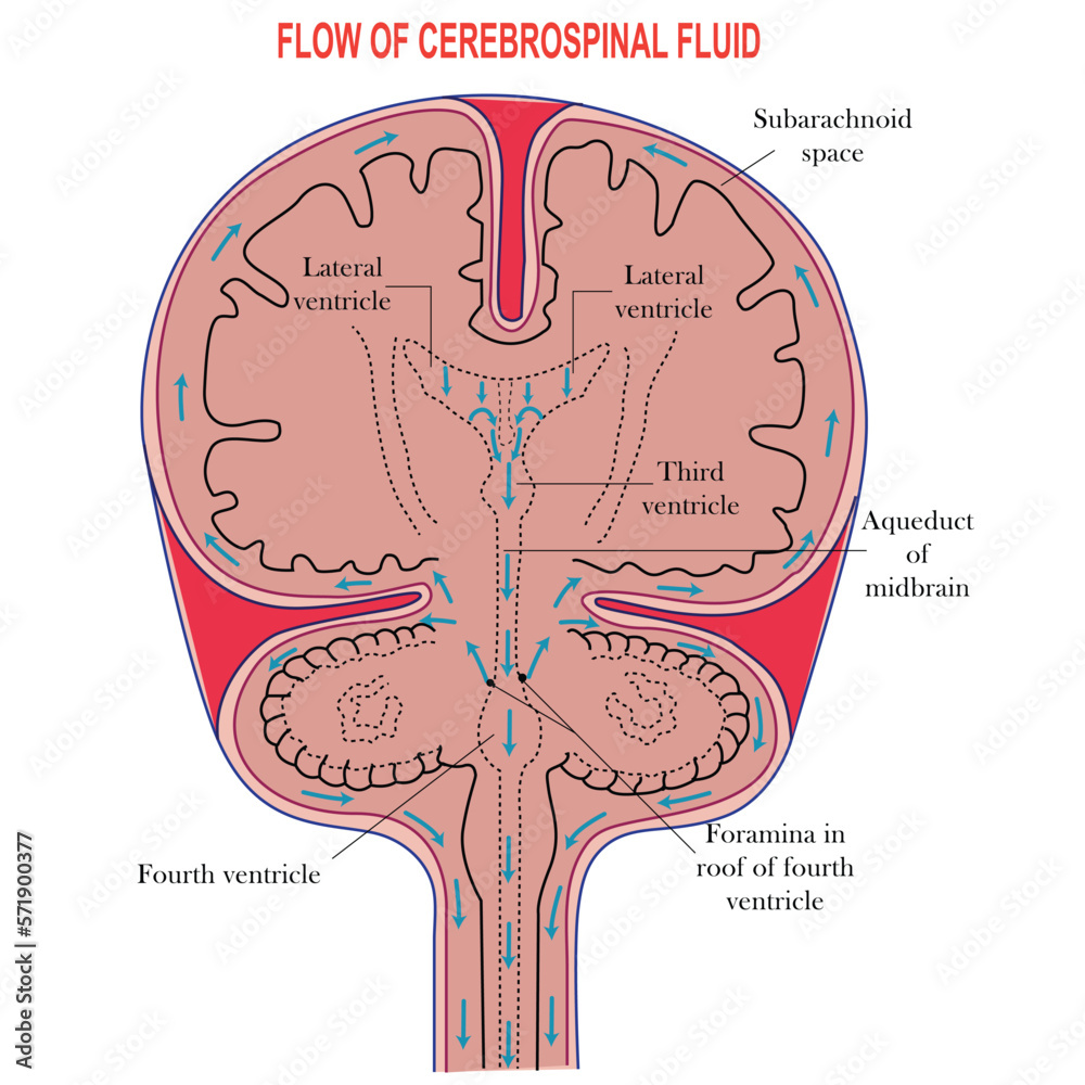 vetor-de-diagram-illustrating-cerebrospinal-fluid-csf-in-the-brain