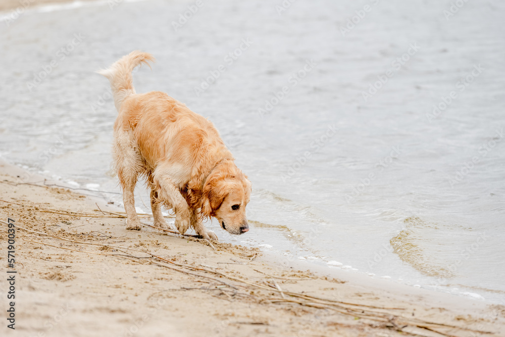Beautiful golden retriever dog walking on the beach Beautiful golden retriever dog walking on the beach
