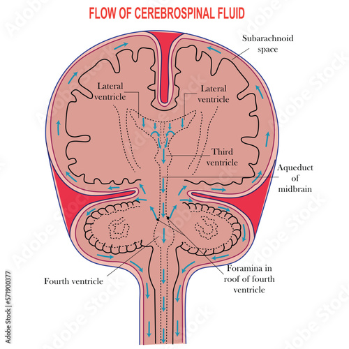 Diagram Illustrating Cerebrospinal Fluid CSF in the Brain,Ventricles in the Brain,Cerebrospinal fluid (CSF) is a clear fluid in the brain and spinal cord. immunological protection to the brain. photo