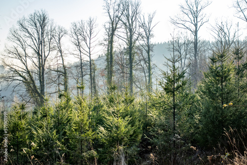 Wiederaufforstung im Mischwald durch Neuanpflanzung von jungen Nadelbäumen