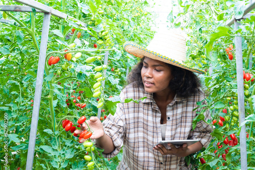 Young farmers, tomatoes and modern farming ​, family business and online business