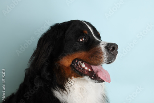 Photo Bernese Mountain Dog on a soft blue background. Studio shot of a dog in front of an isolated background.