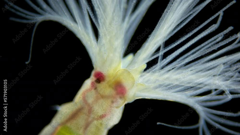 Worm Order Worm order Sabellida under a microscope. Possibly family Fabriciidae ...
