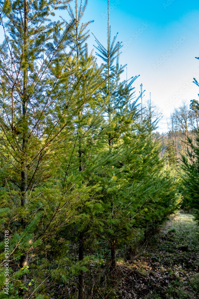 Wiederaufforstung im Mischwald durch Neuanpflanzung von jungen Nadelbäumen Wiederaufforstung im Mischwald durch Neuanpflanzung von jungen Nadelbäumen