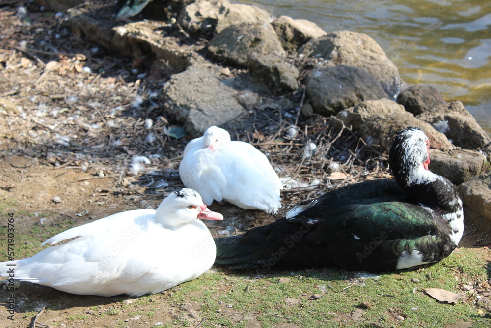 Obraz premium anatra