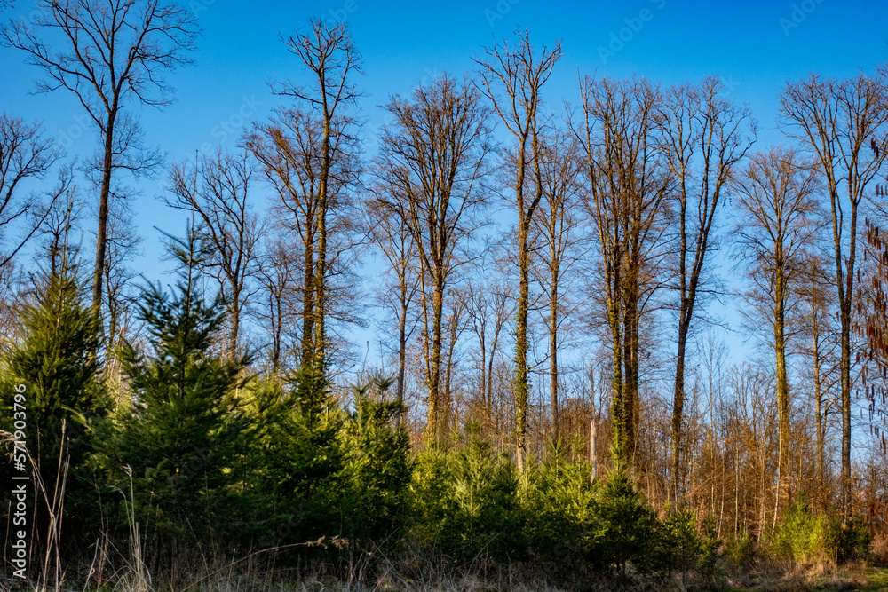 Wiederaufforstung im Mischwald durch Neuanpflanzung von jungen Nadelbäumen Wiederaufforstung im Mischwald durch Neuanpflanzung von jungen Nadelbäumen