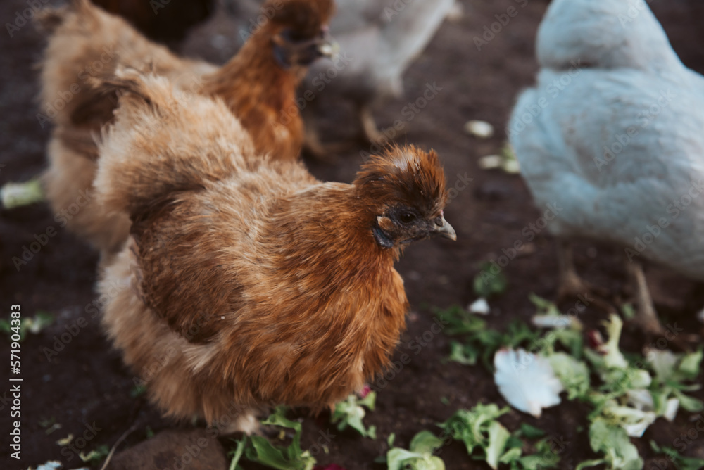 Fototapeta premium Chickens, cockerel poultry in yard eating kitchen scraps