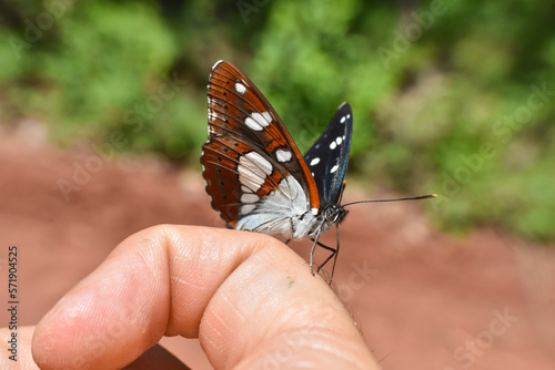 Southern white admiral, Limenitis reducta. Big beautiful butterfly, black with blue reflections photo