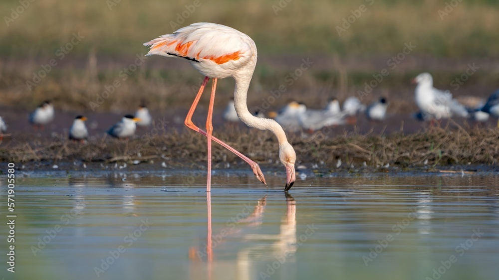 Fototapeta premium The greater flamingo (Phoenicopterus roseus)
