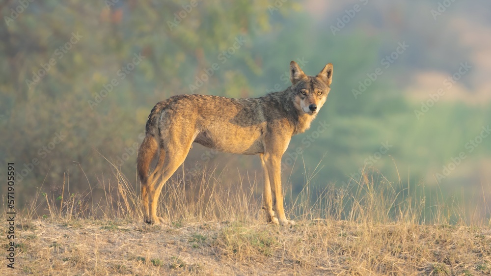 Fototapeta premium The Indian wolf (Canis lupus pallipes)