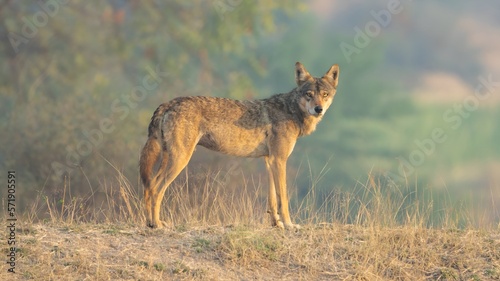 The Indian wolf  Canis lupus pallipes 