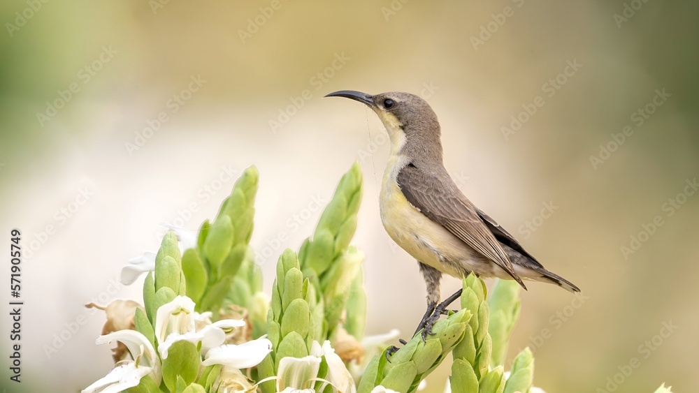 The purple sunbird (Cinnyris asiaticus) The purple sunbird (Cinnyris asiaticus)