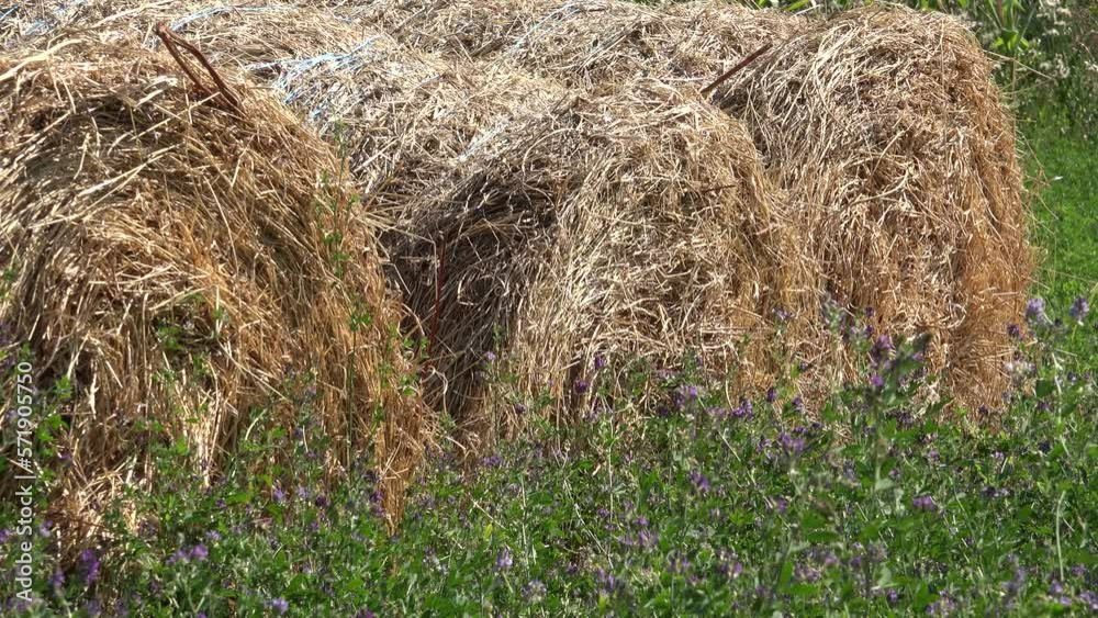 Straw Bale in Agriculture Field, Forage for Pigs, Cows, Sheep Animals, Cultivated Fodder Land at Countryside Straw Bale in Agriculture Field, Forage for Pigs, Cows, Sheep Animals, Cultivated Fodder Land at Countryside