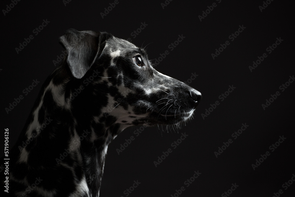 adorable dalmatian puppy dog profile portrait on a dark background in the studio