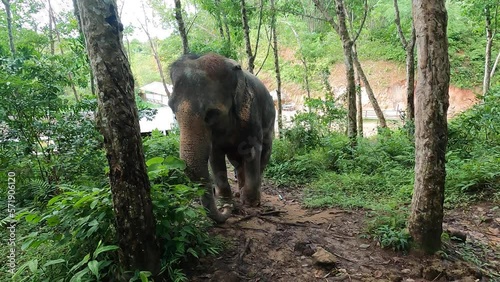 Elephant walking in the forest in Thailand. 