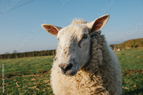 Close up of Ewe s face and nose  funny farm animals