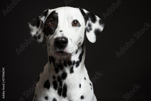adorable dalmatian dog portrait on a dark background in the studio